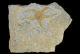 Detailed Ordovician Brittle Star (Ophiura) - Morocco #118048-1